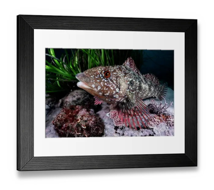 Framed Print : Masked greenling (Hexagrammos octogrammus) male, watching over a small clutch of eggs hidden in the seagrass behind, Hokkaido, Japan, Pacific Ocean Framed Print : Masked greenling (Hexagrammos octogrammus) male, watching over a small clutch of eggs hidden in the seagrass behind, Hokkaido, Japan, Pacific Ocean