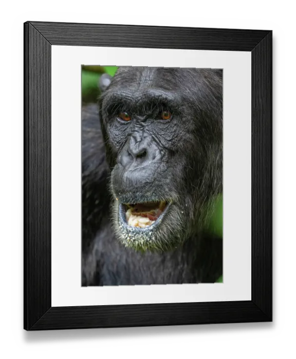 Framed Print : Chimpanzee (Pan troglodytes) with mouth open, head portrait, Kibale Forest National Park, Uganda. Endangered Framed Print : Chimpanzee (Pan troglodytes) with mouth open, head portrait, Kibale Forest National Park, Uganda. Endangered