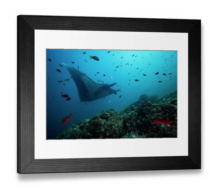 Framed Print : Giant manta ray (Mobula birostris) swimming over reef surrounded by various reef fish, Bat Islands, Costa Rica, Pacific Ocean. Endangered Framed Print : Giant manta ray (Mobula birostris) swimming over reef surrounded by various reef fish, Bat Islands, Costa Rica, Pacific Ocean. Endangered