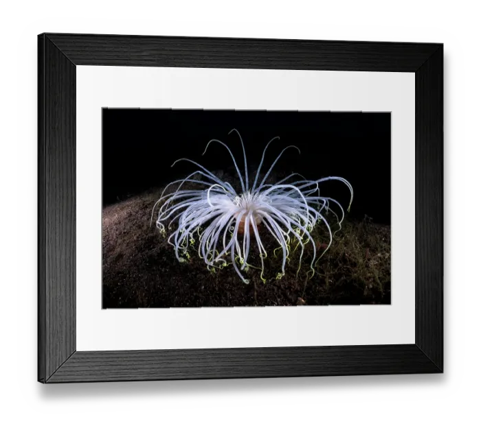 Framed Print : Tube anemone (Cerianthus filiformis) portrait, Shizuoka Prefecture, Japan, Pacific Ocean Framed Print : Tube anemone (Cerianthus filiformis) portrait, Shizuoka Prefecture, Japan, Pacific Ocean