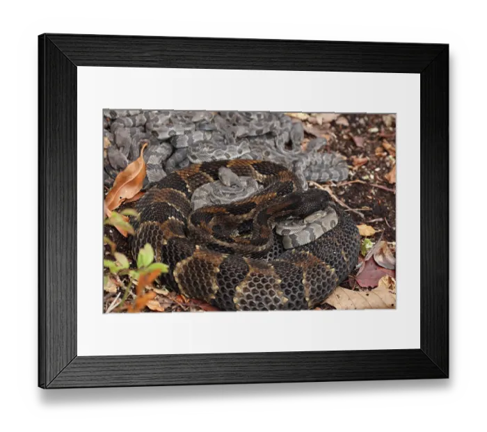 Framed Print : Timber rattlesnakes (Crotalus horridus) gravid female and newborn young resting at rookery, Pennsylvania, USA. September