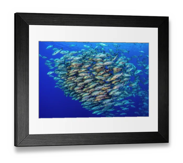 Framed Print : RF - School of Bohar snappers (Lutjanus bohar) in open water close to a coral reef, aggregating to spawn, Ras Mohammed, Sinai, Egypt, Red Sea Framed Print : RF - School of Bohar snappers (Lutjanus bohar) in open water close to a coral reef, aggregating to spawn, Ras Mohammed, Sinai, Egypt, Red Sea