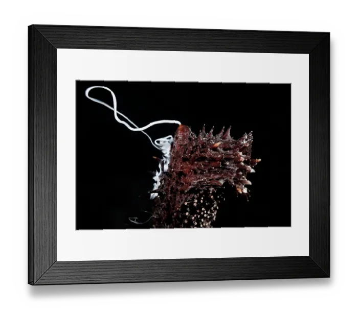 Framed Print : Black sea cucumber (Holothuria leucospilota) male, engaged in broadcast spawning, Kagoshima Prefecture, Japan, Pacific Ocean Framed Print : Black sea cucumber (Holothuria leucospilota) male, engaged in broadcast spawning, Kagoshima Prefecture, Japan, Pacific Ocean