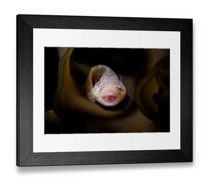 Framed Print : Agassiz's snailfish (Liparis agassizii) juvenile, nestled inside intricate folds of a stalk of Wakame kelp (Undaria pinnatifida), Hokkaido, Japan, Pacific Ocean Framed Print : Agassiz's snailfish (Liparis agassizii) juvenile, nestled inside intricate folds of a stalk of Wakame kelp (Undaria pinnatifida), Hokkaido, Japan, Pacific Ocean