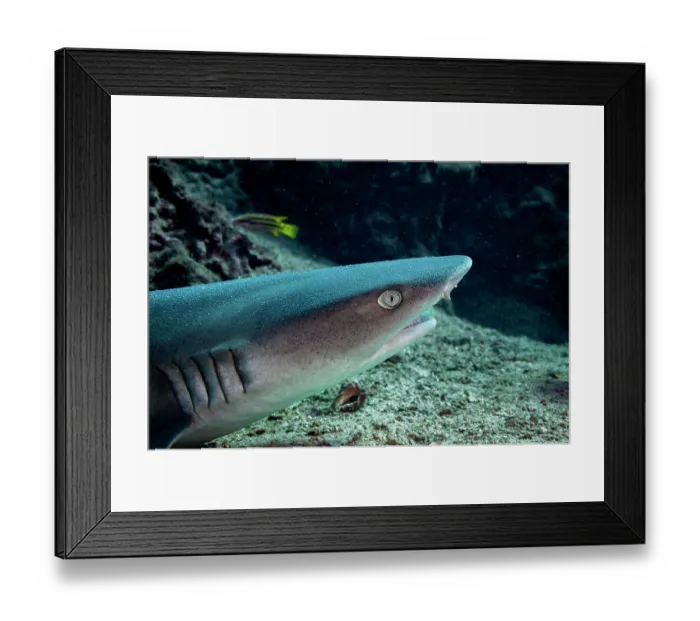 Framed Print : White tip reef shark (Triaenodon obesus) resting on sea floor, Bat Islands, Costa Rica, Pacific Ocean Framed Print : White tip reef shark (Triaenodon obesus) resting on sea floor, Bat Islands, Costa Rica, Pacific Ocean