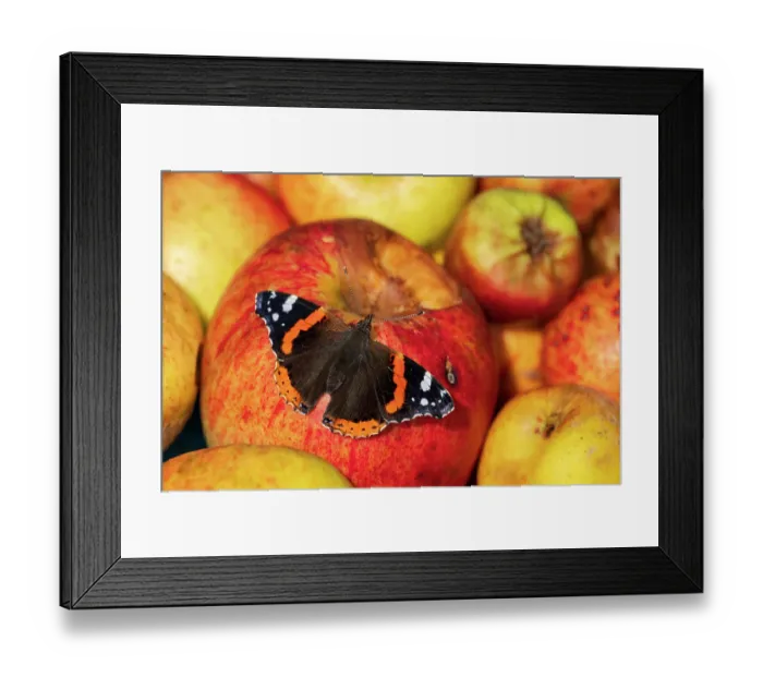 Framed Print : Red admiral butterfly (Vanessa atalanta) feeding on apples during autumn, Cornwall, England, UK. September Framed Print : Red admiral butterfly (Vanessa atalanta) feeding on apples during autumn, Cornwall, England, UK. September
