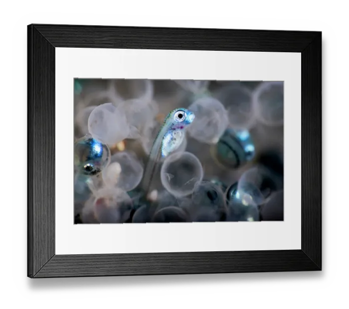 Framed Print : Fat greenling (Hexagrammos otakii) hatchlings emerging from eggs, Hokkaido, Japan, Pacific Ocean Framed Print : Fat greenling (Hexagrammos otakii) hatchlings emerging from eggs, Hokkaido, Japan, Pacific Ocean