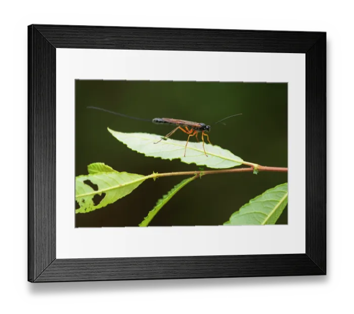 Framed Print : Sabre wasp (Rhyssa persuasoria) resting on a leaf, Meeth Quarry, Devon, England, UK. August Framed Print : Sabre wasp (Rhyssa persuasoria) resting on a leaf, Meeth Quarry, Devon, England, UK. August