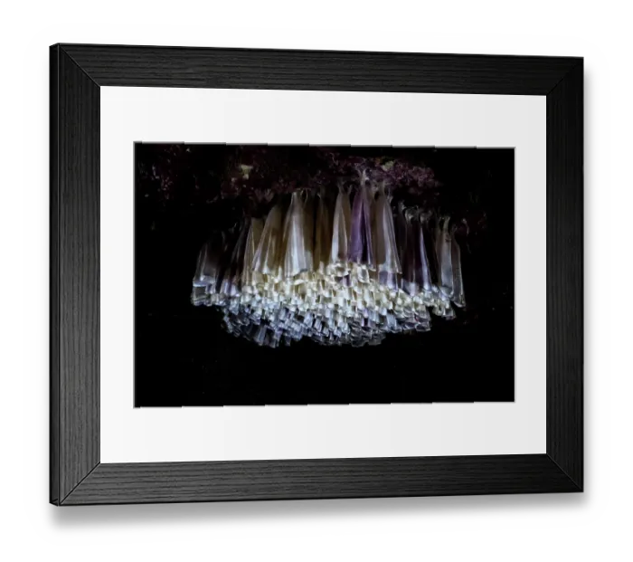 Framed Print : Branched murex sea snail (Chicoreus ramosus) egg casings, each casing contains several eggs. The egg casings are white when fresh, gradually changing to a purple-lavender hue Framed Print : Branched murex sea snail (Chicoreus ramosus) egg casings, each casing contains several eggs. The egg casings are white when fresh, gradually changing to a purple-lavender hue