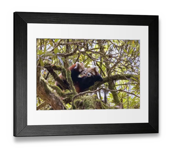 Framed Print : Two Red panda (Ailurus fulgens) cubs resting in tree, Singalila National Park, Himalayas, Nepal. Endangered Framed Print : Two Red panda (Ailurus fulgens) cubs resting in tree, Singalila National Park, Himalayas, Nepal. Endangered