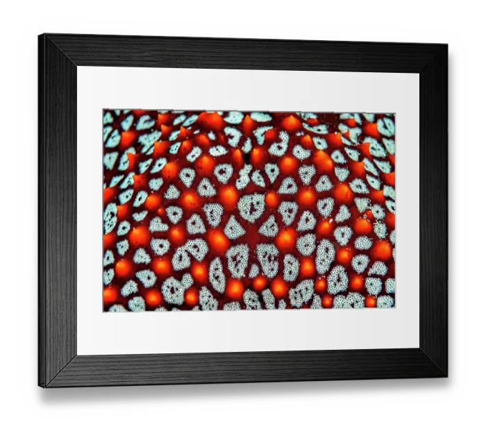Framed Print : Panamic cushion star (Pentaceraster cumingi) close-up detail, Bat Islands, Costa Rica, Pacific Ocean Framed Print : Panamic cushion star (Pentaceraster cumingi) close-up detail, Bat Islands, Costa Rica, Pacific Ocean