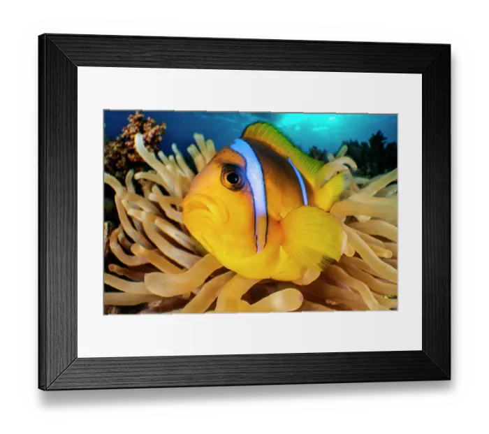 Framed Print : RF - Red Sea anemonefish (Amphiprion bicinctus) resting in a Magnificent sea anemone (Heteractis magnifica) on a coral reef, Gubal Island, Egypt, Gulf of Suez, Red Sea Framed Print : RF - Red Sea anemonefish (Amphiprion bicinctus) resting in a Magnificent sea anemone (Heteractis magnifica) on a coral reef, Gubal Island, Egypt, Gulf of Suez, Red Sea