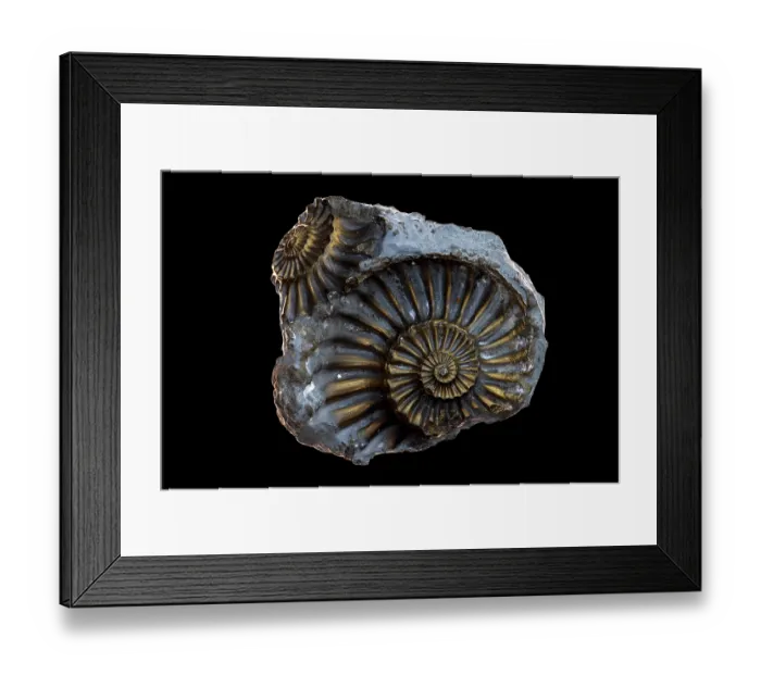 Framed Print : Fossil ammonite (Pleuroceras sp.) pyritized, Jurrasic age, Nuremburg, Germany Framed Print : Fossil ammonite (Pleuroceras sp.) pyritized, Jurrasic age, Nuremburg, Germany