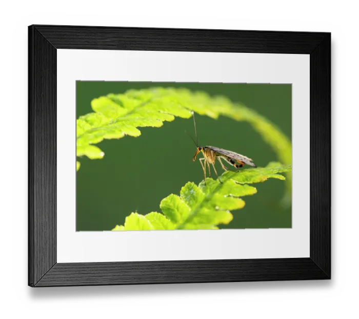 Framed Print : Scorpion fly (Panorpa communis) male, resting on fern frond, Tamar Lakes, Cornwall, England, UK. July Framed Print : Scorpion fly (Panorpa communis) male, resting on fern frond, Tamar Lakes, Cornwall, England, UK. July