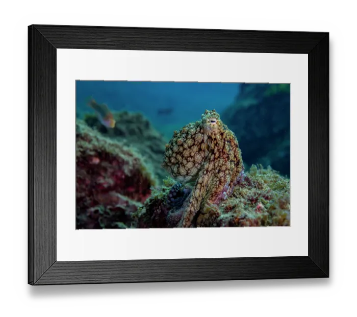Framed Print : Hubb's octopus (Octopus hubbsorum) resting on a rocky reef, off Coco Beach, Costa Rica, Pacific Ocean