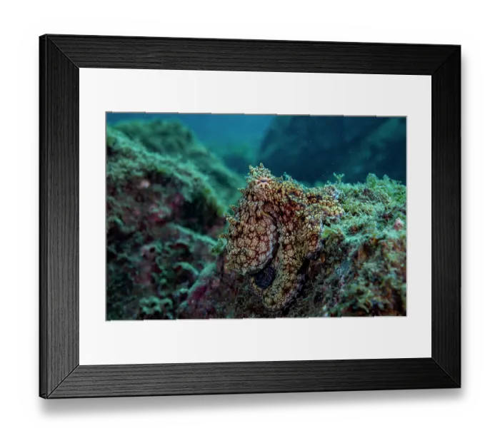 Framed Print : Hubb's octopus (Octopus hubbsorum) resting on a rocky reef, off Coco Beach, Costa Rica, Pacific Ocean Framed Print : Hubb's octopus (Octopus hubbsorum) resting on a rocky reef, off Coco Beach, Costa Rica, Pacific Ocean