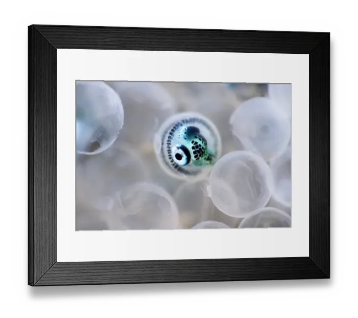 Framed Print : Fat greenling (Hexagrammos otakii) curled up inside its egg, surrounding by empty egg casings, left behind by juvenile fish that had already hatched, Hokkaido, Japan Framed Print : Fat greenling (Hexagrammos otakii) curled up inside its egg, surrounding by empty egg casings, left behind by juvenile fish that had already hatched, Hokkaido, Japan