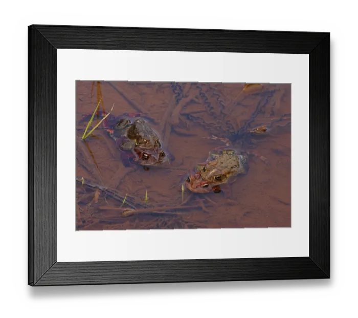 Framed Print : American toads (Anaxyrus americanus) two pairs in amplexus in shallow water, with eggs visible, Maryland, USA. April Framed Print : American toads (Anaxyrus americanus) two pairs in amplexus in shallow water, with eggs visible, Maryland, USA. April