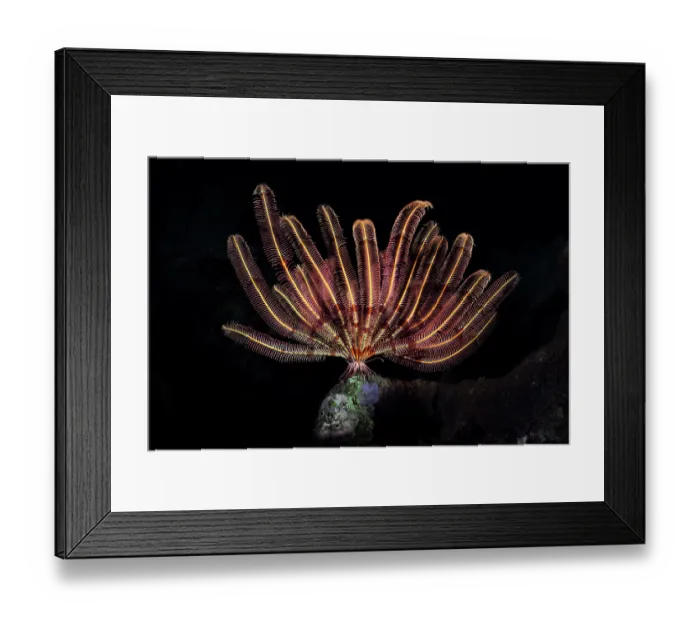 Framed Print : Crinoid (Cyllometra manca) resting on high point of reef, unfurling for a night of filter feeding, Kagoshima Prefecture, Japan, Pacific Ocean Framed Print : Crinoid (Cyllometra manca) resting on high point of reef, unfurling for a night of filter feeding, Kagoshima Prefecture, Japan, Pacific Ocean