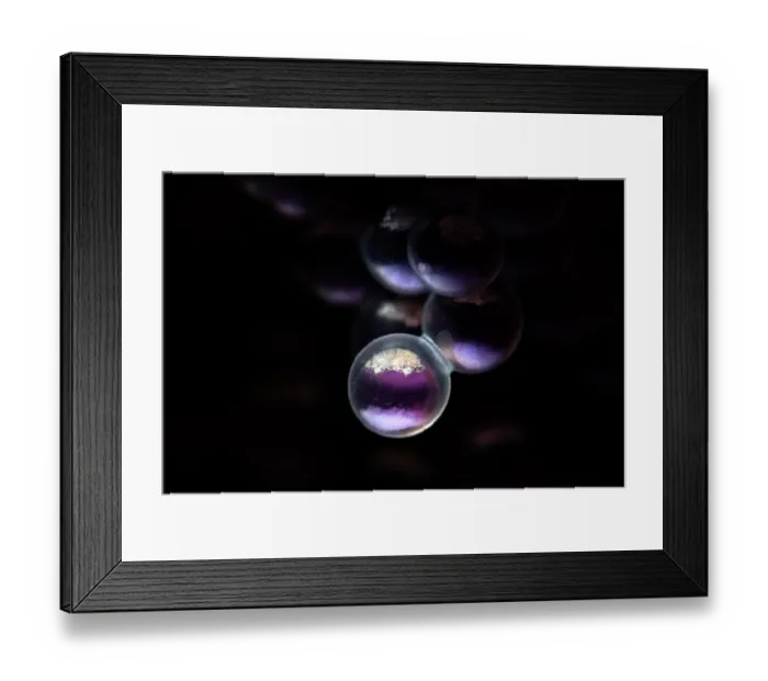 Framed Print : Fat greenling (Hexagrammos otakii) egg, close up. The embryo has just started to take form inside the illuminated egg and the one adjacent, Hokkaido, Japan, Pacific Ocean