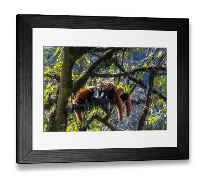 Framed Print : Three Red panda (Ailurus fulgens) cubs resting in tree, one licking the others snout, Singalila National Park, Himalayas, Nepal. Endangered Framed Print : Three Red panda (Ailurus fulgens) cubs resting in tree, one licking the others snout, Singalila National Park, Himalayas, Nepal. Endangered