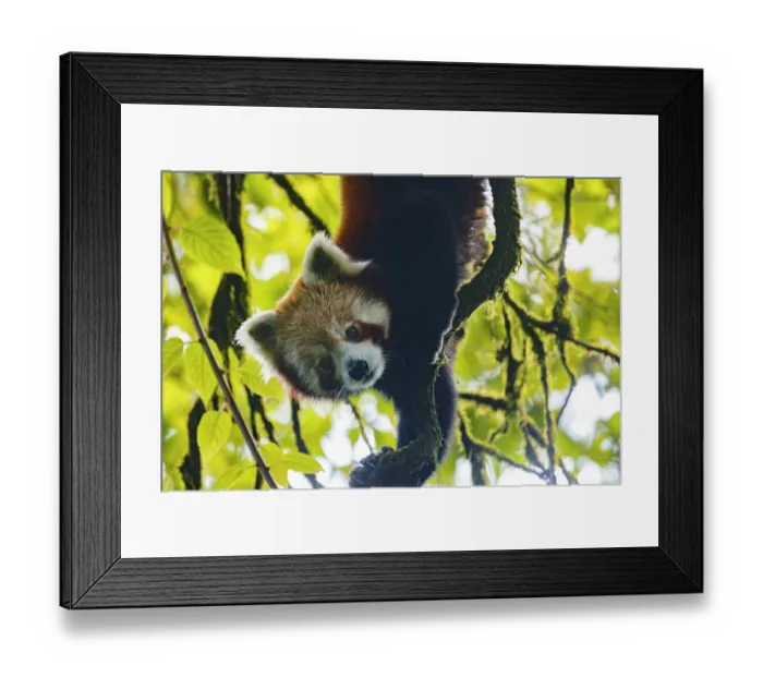 Framed Print : Red panda (Ailurus fulgens) male, hanging upside down in tree, Singalila National Park, Himalayas, Nepal. Endangered Framed Print : Red panda (Ailurus fulgens) male, hanging upside down in tree, Singalila National Park, Himalayas, Nepal. Endangered