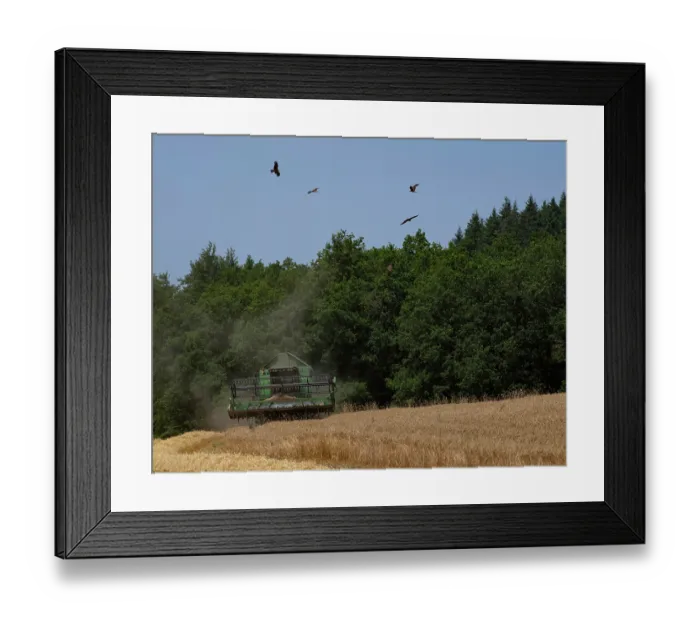 Framed Print : Black kites (Milvus migrans) circling above field feeding on insects as combine harvester harvests crop, Le Morvan, France. June Framed Print : Black kites (Milvus migrans) circling above field feeding on insects as combine harvester harvests crop, Le Morvan, France. June
