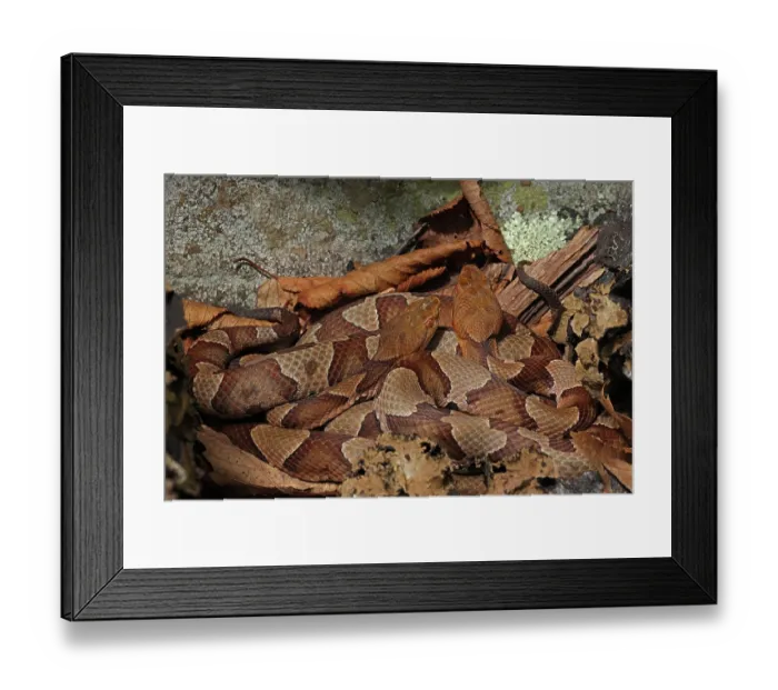 Framed Print : Two Northern copperheads (Agkistrodon contortrix mokasen) basking together, Maryland, USA. July Framed Print : Two Northern copperheads (Agkistrodon contortrix mokasen) basking together, Maryland, USA. July