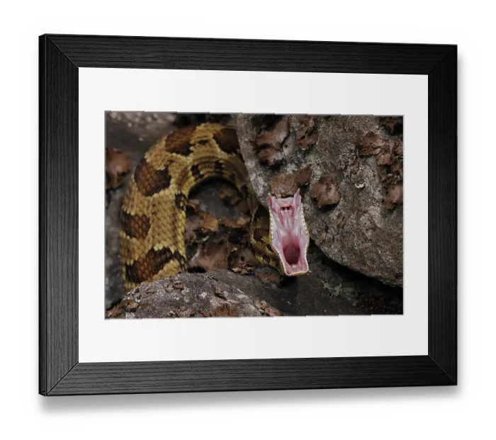 Framed Print : Timber rattlesnake (Crotalus horridus) stretching mouth after feeding, Maryland, USA. July Framed Print : Timber rattlesnake (Crotalus horridus) stretching mouth after feeding, Maryland, USA. July