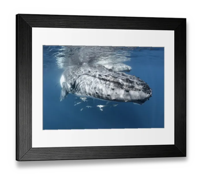 Framed Print : Humpback whale (Megaptera novaeangliae) female, sleeping at the ocean surface, with her calf in the background, Kingdom of Tonga, Pacific Ocean Framed Print : Humpback whale (Megaptera novaeangliae) female, sleeping at the ocean surface, with her calf in the background, Kingdom of Tonga, Pacific Ocean