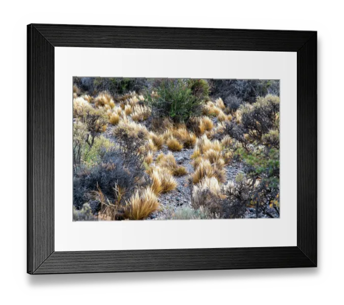 Framed Print : Coiron (Festuca gracillima) in the steppes of Patagonia, Argentina Framed Print : Coiron (Festuca gracillima) in the steppes of Patagonia, Argentina