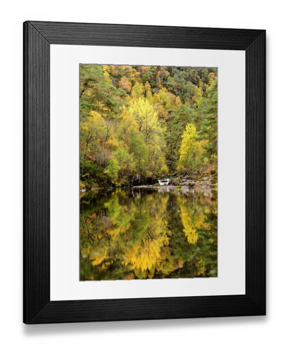 Framed Print : Scots pine (Pinus sylvestris) and Downy birch (Betula pubescens) trees in Caledonian pine forest with reflection, Glen Strathfarrar, Scottish Highlands, Scotland, UK. October Framed Print : Scots pine (Pinus sylvestris) and Downy birch (Betula pubescens) trees in Caledonian pine forest with reflection, Glen Strathfarrar, Scottish Highlands, Scotland, UK. October