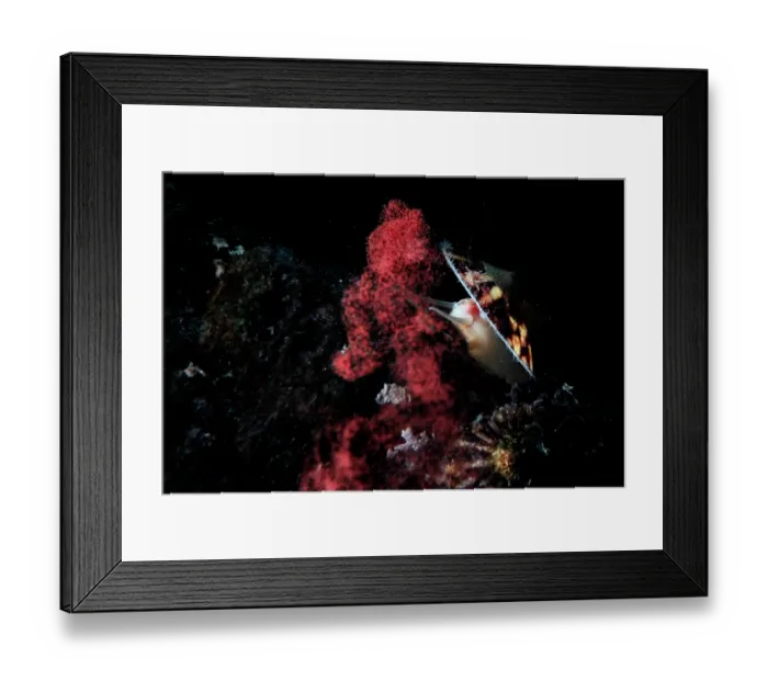 Framed Print : Limpet (Lottia emydia) female, engaged in broadcast spawning, sending out a stream of red-orange eggs, Hokkaido, Japan, Pacific Ocean Framed Print : Limpet (Lottia emydia) female, engaged in broadcast spawning, sending out a stream of red-orange eggs, Hokkaido, Japan, Pacific Ocean