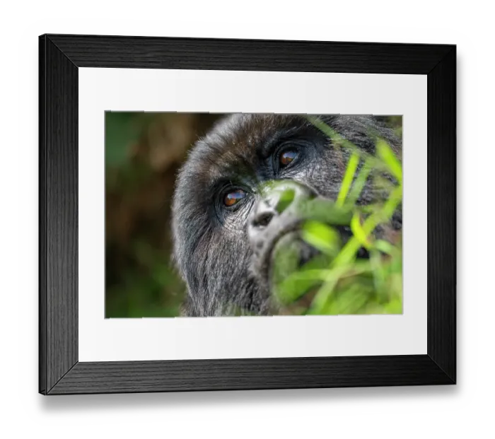 Framed Print : Mountain gorilla (Gorilla beringei beringei) head portrait, Mgahinga Gorilla National Park, Uganda. Endangered Framed Print : Mountain gorilla (Gorilla beringei beringei) head portrait, Mgahinga Gorilla National Park, Uganda. Endangered