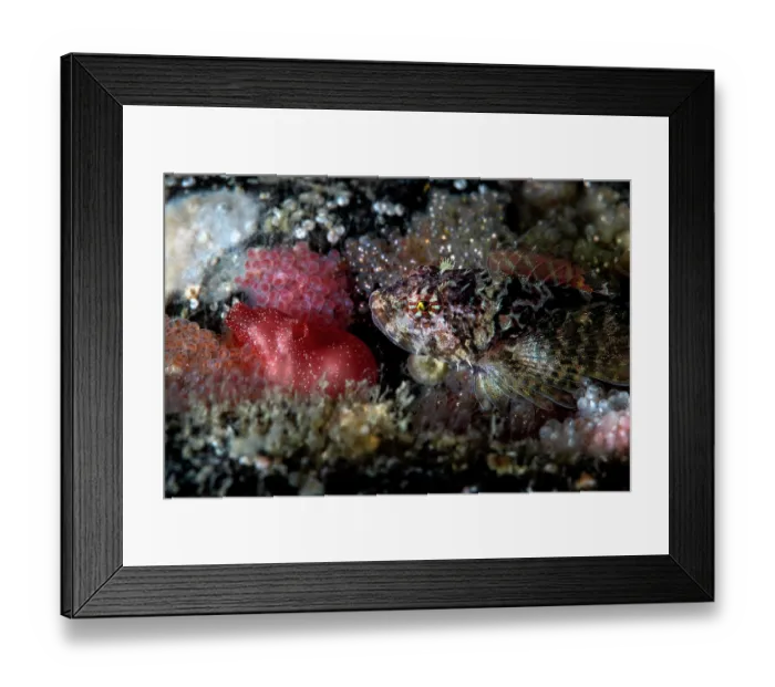 Framed Print : Sculpin (Icelinus pietschi) male, watching over several clutches of eggs, Hokkaido, Japan, Pacific Ocean Framed Print : Sculpin (Icelinus pietschi) male, watching over several clutches of eggs, Hokkaido, Japan, Pacific Ocean