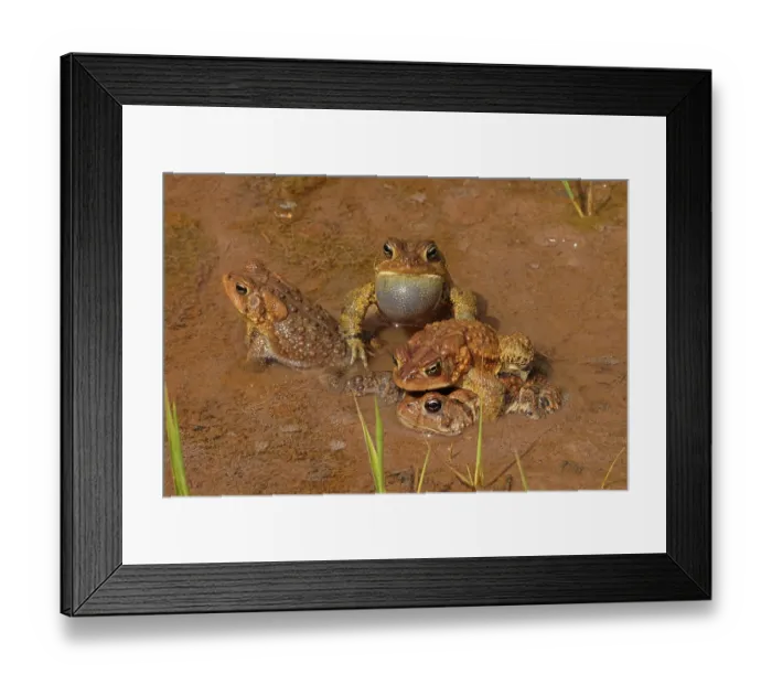 Framed Print : American toads (Anaxyrus americanus) pair in amplexus, with two other males close by, Maryland, USA. April Framed Print : American toads (Anaxyrus americanus) pair in amplexus, with two other males close by, Maryland, USA. April