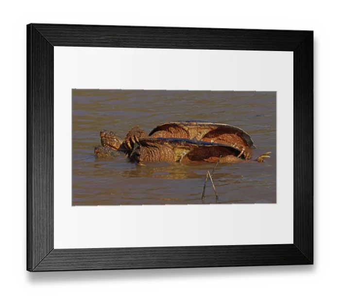Framed Print : Snapping turtles (Chelydra serpentina) pair mating in shallow water, Maryland, USA. April Framed Print : Snapping turtles (Chelydra serpentina) pair mating in shallow water, Maryland, USA. April