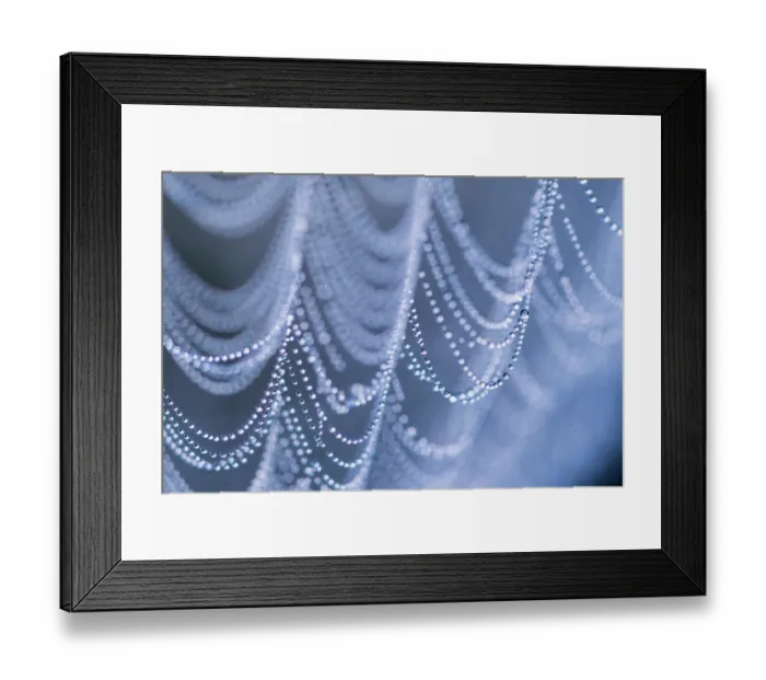 Framed Print : Spider's web covered in dew, close up, Devon, England, UK. September, 2023 Framed Print : Spider's web covered in dew, close up, Devon, England, UK. September, 2023