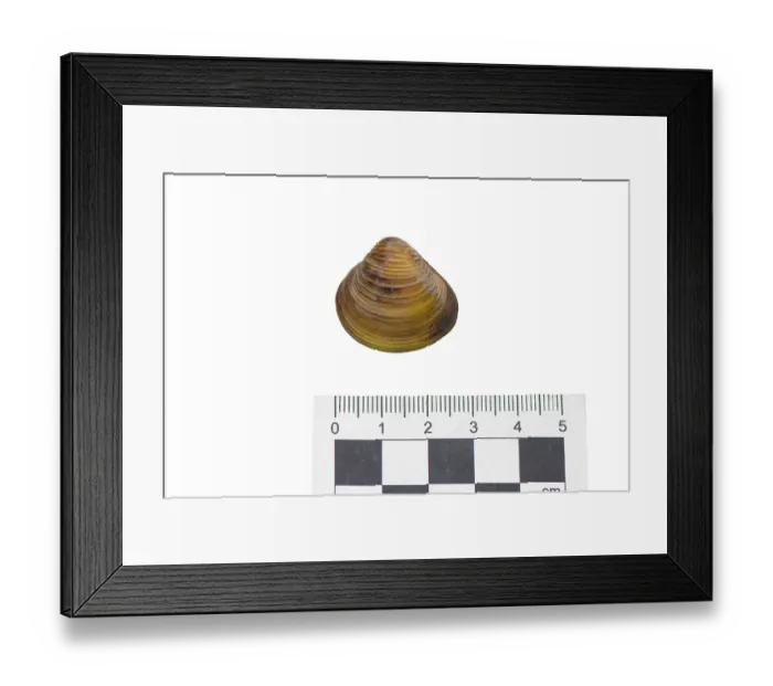 Framed Print : Asian clam (Corbicula fluminea) portrait with scale, River Severn, Clevenlode, Worcestershire, England, UK. September Framed Print : Asian clam (Corbicula fluminea) portrait with scale, River Severn, Clevenlode, Worcestershire, England, UK. September