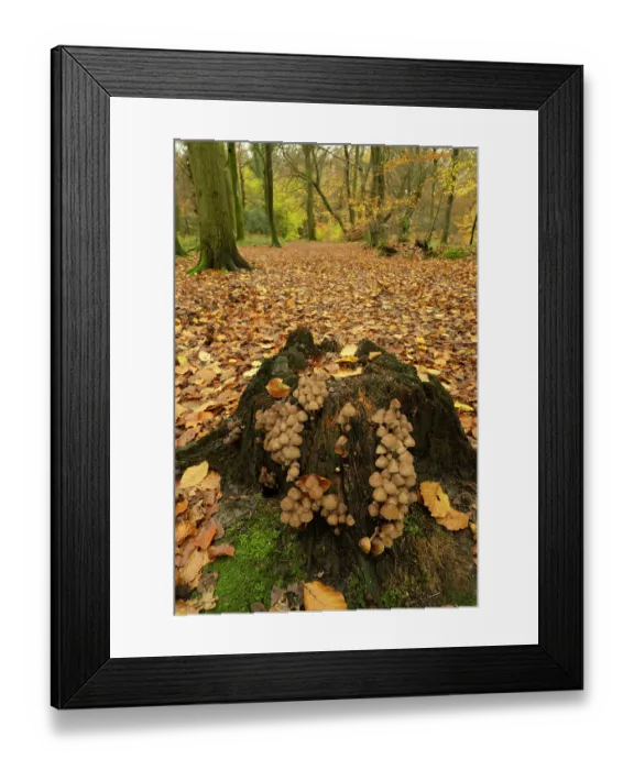 Framed Print : Clustered bonnet (Mycena inclinata) growing on tree stump in mixed Beech and Oak woodland, Surrey, England, UK. November Framed Print : Clustered bonnet (Mycena inclinata) growing on tree stump in mixed Beech and Oak woodland, Surrey, England, UK. November