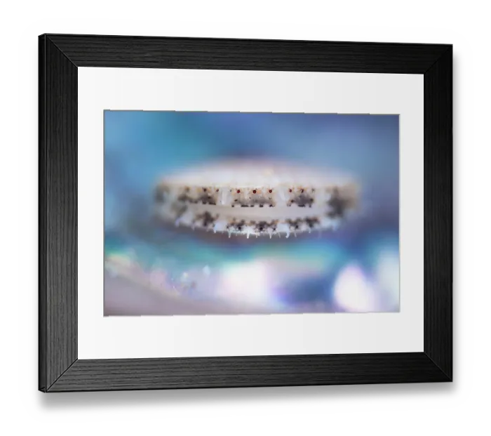 Framed Print : Japanese weathervane scallop (Mizuhopecten yessoensis) juvenile, about one centimeter in size, portrait, x2 life-size magnification. Hokkaido, Japan, Pacific Ocean Framed Print : Japanese weathervane scallop (Mizuhopecten yessoensis) juvenile, about one centimeter in size, portrait, x2 life-size magnification. Hokkaido, Japan, Pacific Ocean