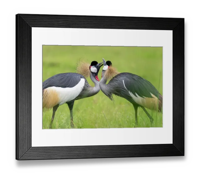 Framed Print : Grey crowned cranes (Balearica regulorum gibbericeps) pair, courtship display, Kyawagonya Kaku swamp, Uganda. Endangered