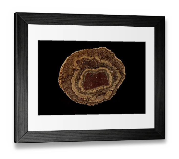 Framed Print : Fossil Oncolite Stromatolite, Cyanobacteria from Lady of Angels Lake, Chihuahua, Mexico, Upper Cretaceous period Framed Print : Fossil Oncolite Stromatolite, Cyanobacteria from Lady of Angels Lake, Chihuahua, Mexico, Upper Cretaceous period