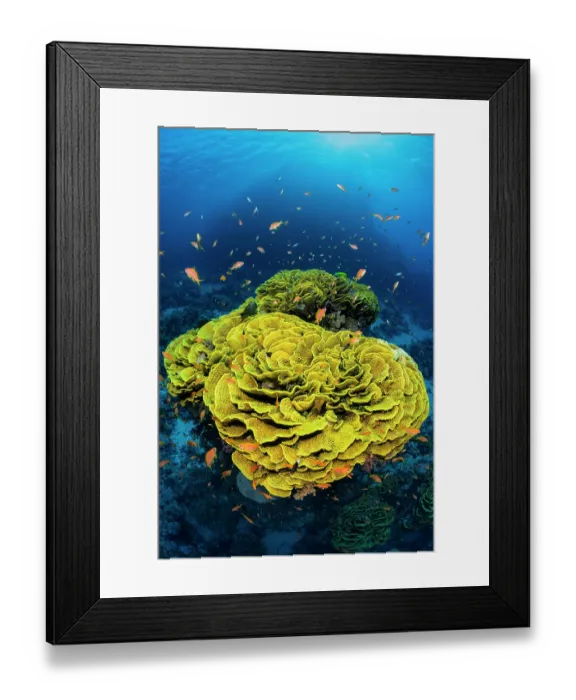Framed Print : RF - Yellow cabbage coral (Turbinaria reniformis) growing on a coral reef, surrounded by Scalefin anthias (Pseudanthias squamipinnis), Ras Mohammed National Park, Sinai, Egypt Framed Print : RF - Yellow cabbage coral (Turbinaria reniformis) growing on a coral reef, surrounded by Scalefin anthias (Pseudanthias squamipinnis), Ras Mohammed National Park, Sinai, Egypt