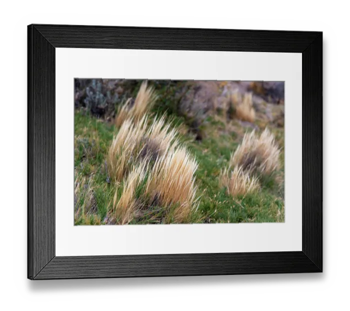 Framed Print : Coiron (Festuca gracillima) in the steppes of Patagonia, Argentina Framed Print : Coiron (Festuca gracillima) in the steppes of Patagonia, Argentina