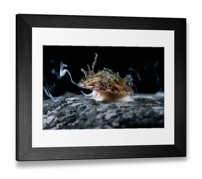 Framed Print : Limpet (Lottia emydia) male, engaged in broadcast spawning, sending streams of sperm into the water, triggering females to broadcast eggs. Hokkaido, Japan, Pacific Ocean Framed Print : Limpet (Lottia emydia) male, engaged in broadcast spawning, sending streams of sperm into the water, triggering females to broadcast eggs. Hokkaido, Japan, Pacific Ocean
