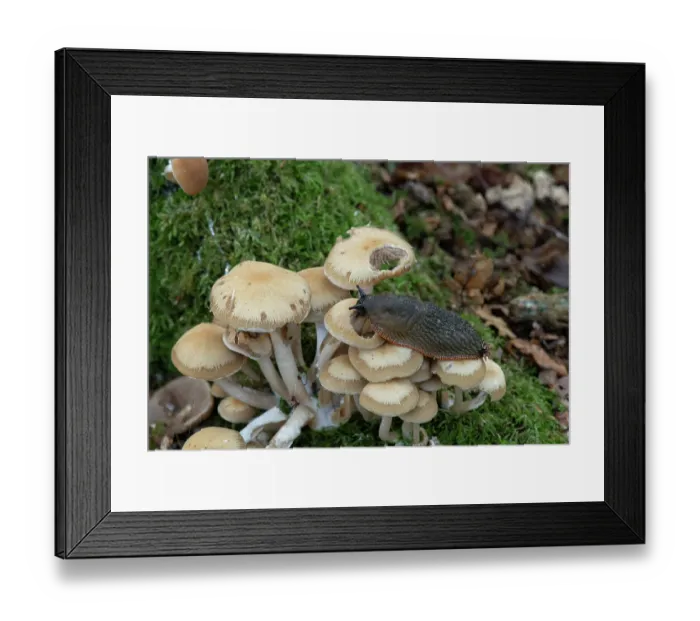 Framed Print : Garden slug (Arion hortensis) feeding on clustered Brittlestem mushrooms (Psathyrella multipedata), Sussex, England, UK. October Framed Print : Garden slug (Arion hortensis) feeding on clustered Brittlestem mushrooms (Psathyrella multipedata), Sussex, England, UK. October