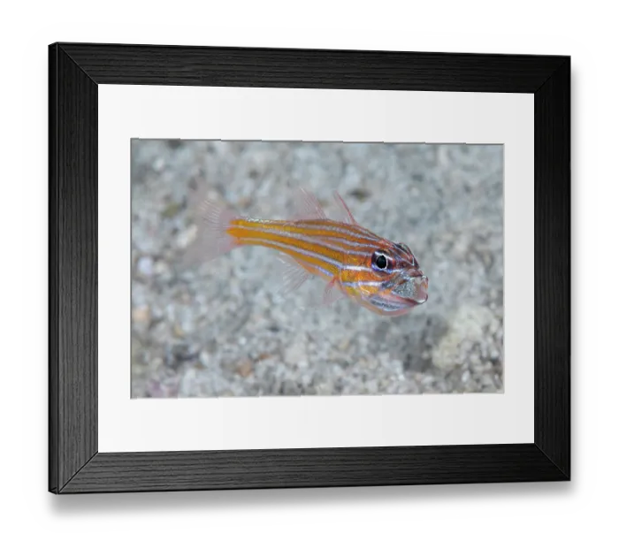 Framed Print : Copperstriped cardinalfish (Ostorhinchus holotaenia) male, mouth brooding with a mouthful of eggs just before hatching them Framed Print : Copperstriped cardinalfish (Ostorhinchus holotaenia) male, mouth brooding with a mouthful of eggs just before hatching them