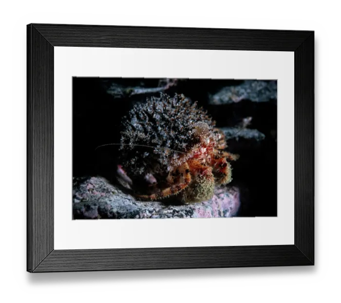 Framed Print : Hermit crab (Pagurus constans) male, portrait, Miyagi Prefecture, Japan, Pacific Ocean Framed Print : Hermit crab (Pagurus constans) male, portrait, Miyagi Prefecture, Japan, Pacific Ocean
