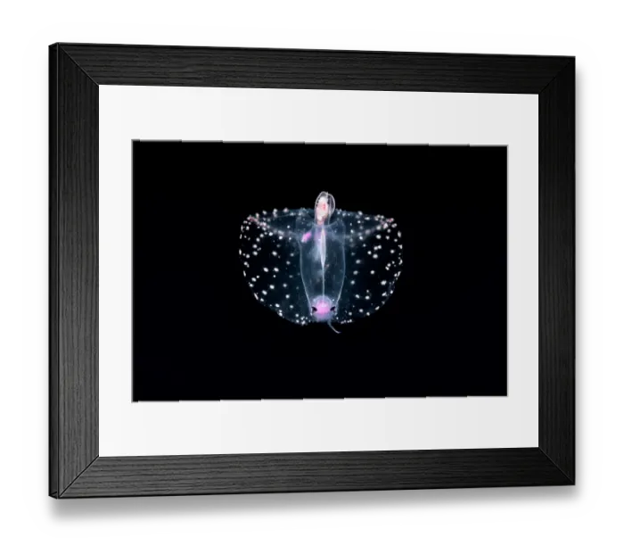 Framed Print : Predatory snail (Pterosoma planum) portrait, with gills at rear and raised above the animal in this image, with its eyes and feeding proboscis oriented forward and to the bottom Framed Print : Predatory snail (Pterosoma planum) portrait, with gills at rear and raised above the animal in this image, with its eyes and feeding proboscis oriented forward and to the bottom